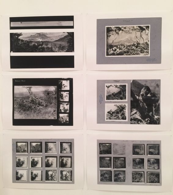 Hunting & Collecting, 2015. Installation at the 13th Lyon Biennale (macLYON)<br>
Archival photographs courtesy American Museum of Natural History, New York and Royal Museum for Central Africa, Tervuren.<br>