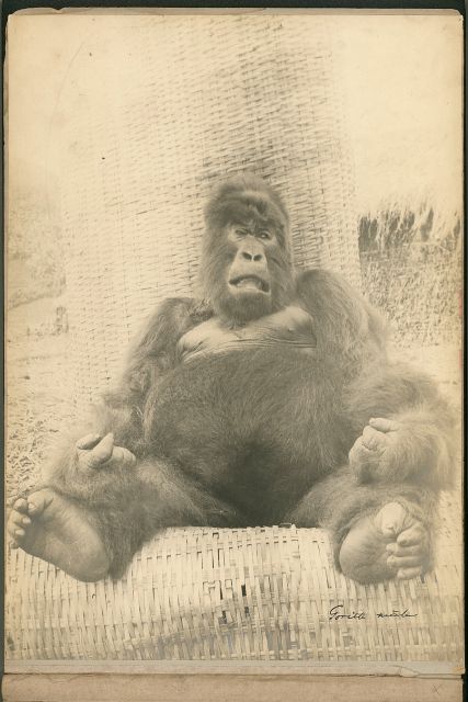 <i>The Album</i>, 2015 (Pauwel's Album, p.2 installation detail)<br>
Installation of 20 digital photographs on Hahnemüle PhotoRag<br>
40 x 55 cm /16” x 22” <br>
Edition: 5 + 2 AP