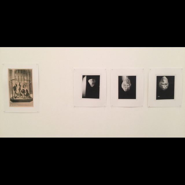 Hunting & Collecting, 2015. Installation at the 13th Lyon Biennale (macLYON)<br>
Archival photographs courtesy American Museum of Natural History, New York and Royal Museum for Central Africa, Tervuren.<br>