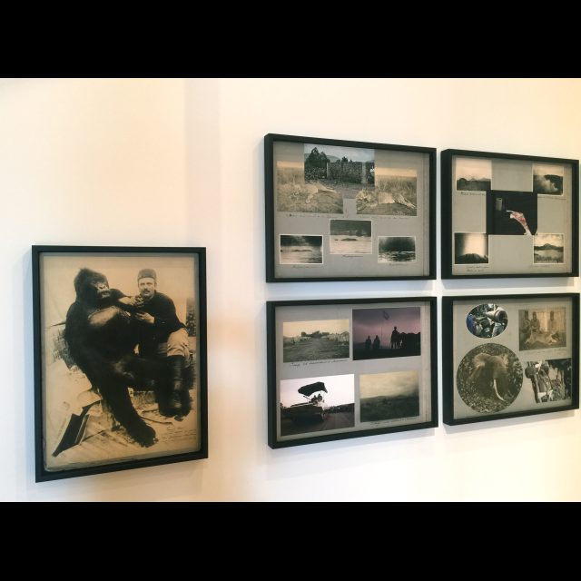 Hunting & Collecting, 2015. Installation at the 13th Lyon Biennale (macLYON)<br>
Archival photographs courtesy American Museum of Natural History, New York and Royal Museum for Central Africa, Tervuren.<br>