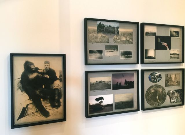 Hunting & Collecting, 2015. Installation at the 13th Lyon Biennale (macLYON)<br>
Archival photographs courtesy American Museum of Natural History, New York and Royal Museum for Central Africa, Tervuren.<br>