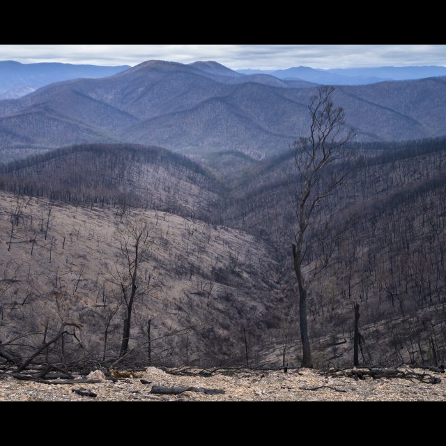 <i>The devastated Wadbilliga National Park. New South Wales,<i/> 2020