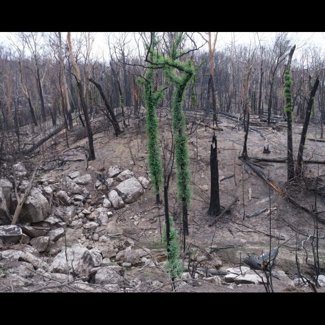 <i>New growth after the fires. Wadbilliga National Park, New South Wales,
<i/> 2020