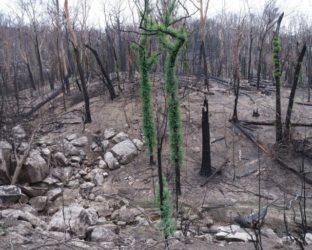 <i>New growth after the fires. Wadbilliga National Park, New South Wales,
<i/> 2020