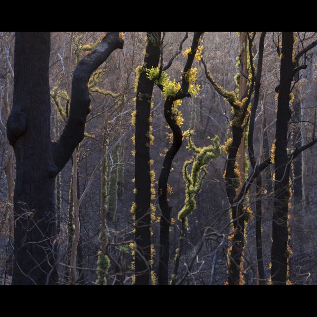 <i>New growth after the fires. Wadbilliga National Park, New South Wales,<i/> 2020