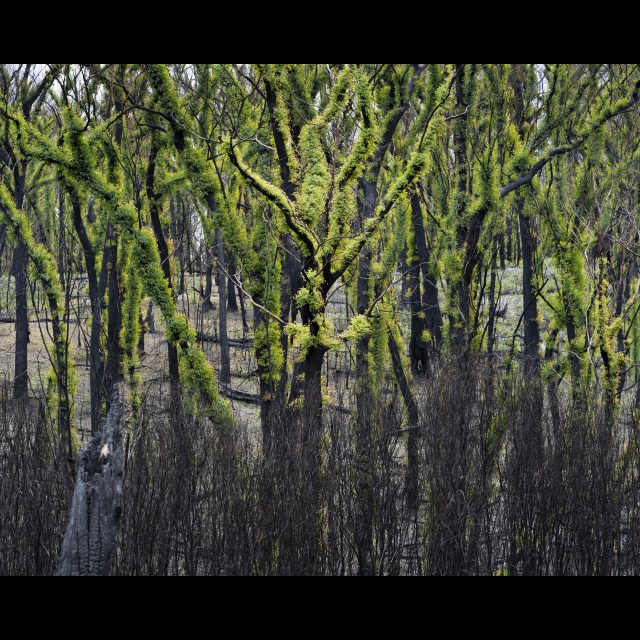 <i>New growth after the fires. Genoa, Victoria,<i/> 2020