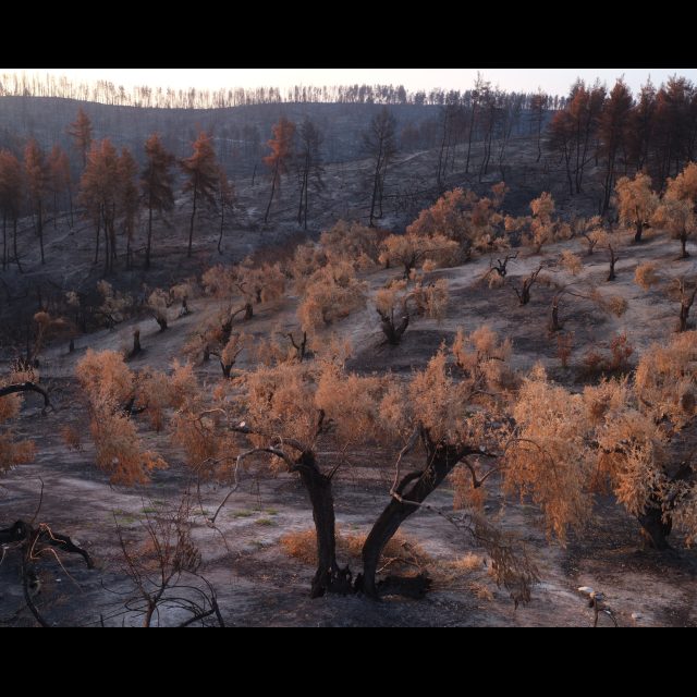 Series: Burning World<br> chromogenic print on Fuji Crystal Archive paper<br>
Available in 3 sizes:<br>
30 x 24 cm / E. 4 + 1 AP
60 x 80 cm / E. 3 + 1 AP
100 x 80 cm / E. 2 + 1 AP
Edition of 9 plus 4 artist's proofs