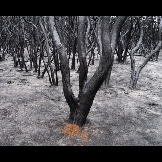 Series: Burning World<br> chromogenic print on Fuji Crystal Archive paper<br>
Available in 3 sizes:<br>
30 x 24 cm / E. 4 + 1 AP
60 x 80 cm / E. 3 + 1 AP
100 x 80 cm / E. 2 + 1 AP
Edition of 9 plus 4 artist's proofs